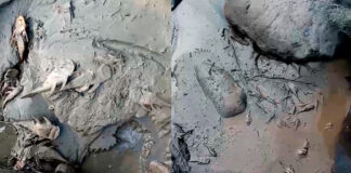 Reportan muerte masiva de peces en el Alto Piura