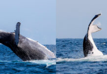 Avistamiento de Ballena Franca Austral en Los Órganos