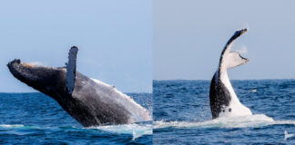 Avistamiento de Ballena Franca Austral en Los Órganos
