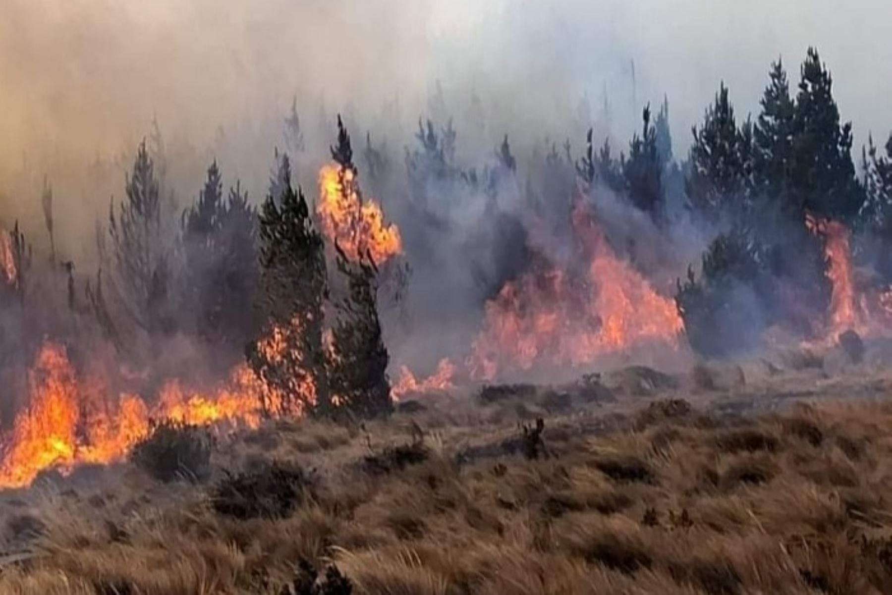 Incendios forestales siguen arrasando gran parte de la Amazonía peruana