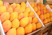 Piura: Producción de mango disminuye un 80% en el primer semestre del año