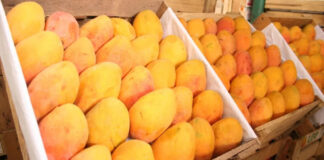 Piura: Producción de mango disminuye un 80% en el primer semestre del año