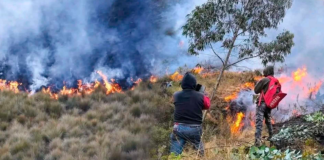 Diez muertos y 49 incendios forestales activos azotan diversas regiones del Perú