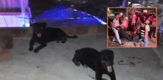 Ucayali: Niño de 7 años pierde la vida al ser atacado por sus propios perros