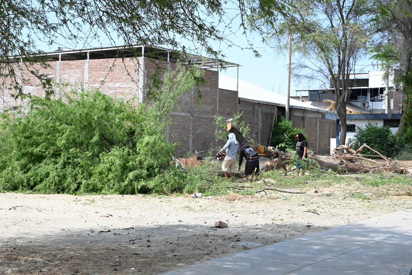 Municipalidad de Piura sanciona a Consorcio Piura por tala ilegal de árboles