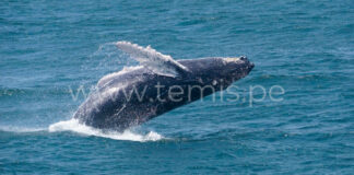 Este 12 de julio Gobierno Regional lanza temporada de avistamiento de ballenas 2025
