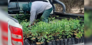 Gore Piura Siembra 200 plantones de algarrobo y charán en el Parque Ecológico de Sechura