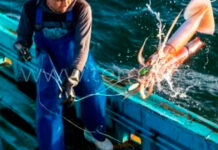 Preocupación en Paita: calamar gigante migra al sur y golpea a pescadores de Piura