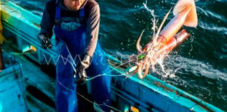 Preocupación en Paita: calamar gigante migra al sur y golpea a pescadores de Piura