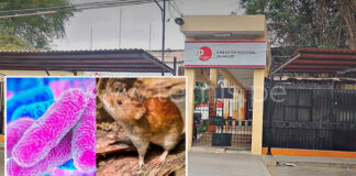Diresa Piura alerta aumento de casos de leptospirosis y baja vacunación contra el dengue