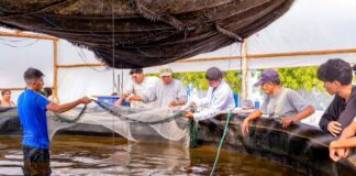 Sechura apuesta por la tilapia: lo innovador proyecto Biofloc impulsa empleo y desarrollo