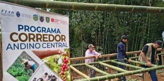 Familias de Morropón mejoran la calidad de su café gracias a secadores solares