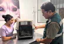Zorro de Sechura herido es rescatado y atendido en Castilla