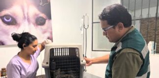 Zorro de Sechura herido es rescatado y atendido en Castilla