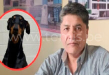 JNE vaca a alcalde de Arequipa por usar personal municipal para cuidar a su mascota