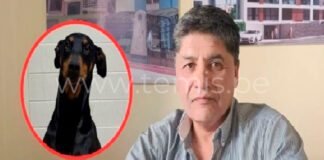 JNE vaca a alcalde de Arequipa por usar personal municipal para cuidar a su mascota