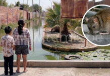 Piura: Más de 500 casos y seis muertos por leptospirosis en lo que va del año