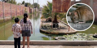Piura: Más de 500 casos y seis muertos por leptospirosis en lo que va del año