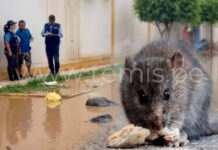 Lambayeque confirma casos de leptospirosis y alerta por brote del virus Coxsackie en colegios