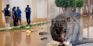 Lambayeque confirma casos de leptospirosis y alerta por brote del virus Coxsackie en colegios