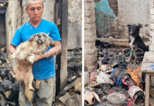 Adulto mayor que lo perdió todo en un incendio se reencuentra con sus perritos: “Son mis hijos”
