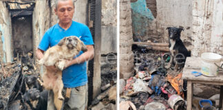 Adulto mayor que lo perdió todo en un incendio se reencuentra con sus perritos: “Son mis hijos”