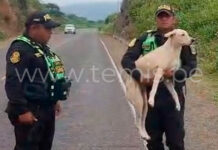 Perrita que vivía en la UNP habría sido abandonada y fue hallada en la carretera a Las Lomas