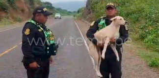 Perrita que vivía en la UNP habría sido abandonada y fue hallada en la carretera a Las Lomas