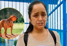 Niño de 4 años sufrió graves lesiones tras ataque de Pítbull en Chiclayo
