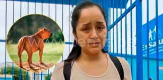 Niño de 4 años sufrió graves lesiones tras ataque de Pítbull en Chiclayo