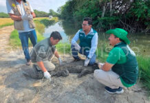 SERFOR libera cocodrilo hallado en playas de Los Órganos
