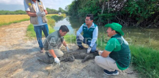 SERFOR libera cocodrilo hallado en playas de Los Órganos
